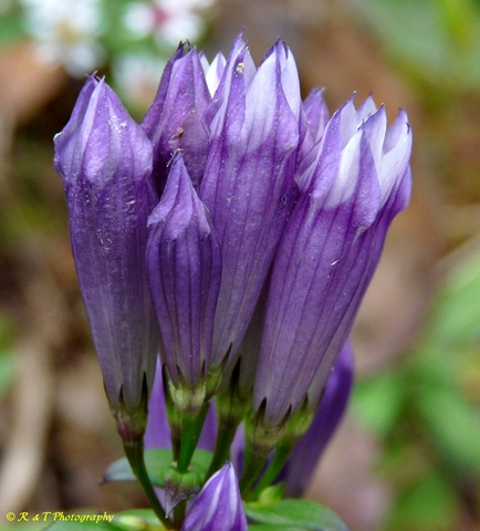 {Gentianella quinquefolia}